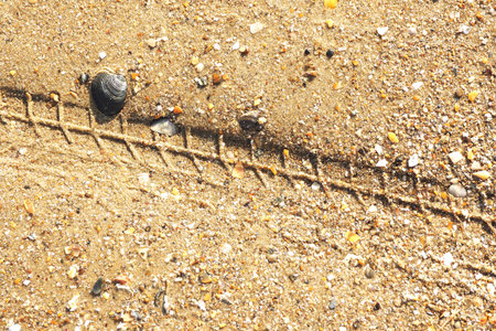 background and texture of sea sand with fragments of shells and a trace of a bicycle.