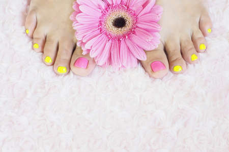 Women's feet with bright pedicure on a pink fur rug and brightly pink gerbera with drops.の写真素材