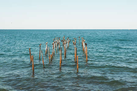 Sea and cormorants sitting on metal pins, the remains of an old pier.の写真素材