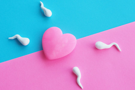 A bright pink heart on a blue background and white spermatozoa on a bright pink background. Concept conception of a girl or boy.の写真素材