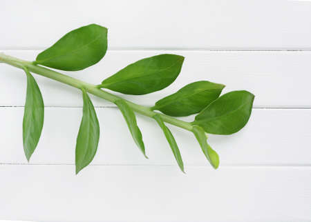 branch with dark green leaves on a white background from boards. space for text.の写真素材