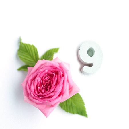 concrete number 9 and a beautiful rose with petals on a white background.