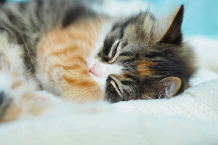 cute tricolor fluffy sleeping kitty on a white knitted blanket.の写真素材