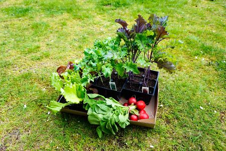 Box of Kale, Lettuce Starter Plants with Radishesの写真素材