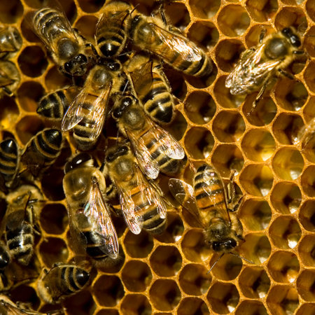 A worker bees taking care of larvas