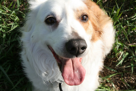 brown and white dog
