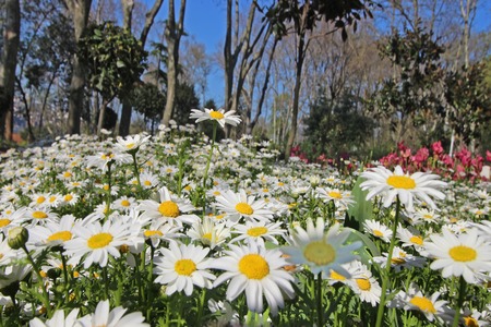 Spring Time in Istanbul April 2019,Cute Daisy Flowers, Daisy Field.の写真素材