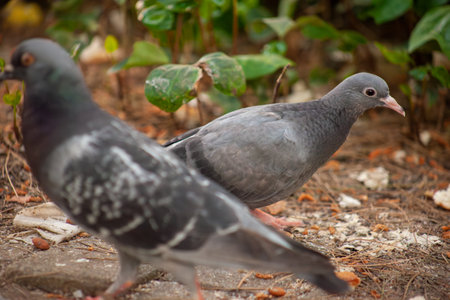 Cute young pigeon looks funny and friendly, friends and city spring 2023.の写真素材