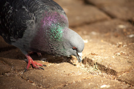 Cute pigeon close-up, friends and city spring 2023.の写真素材