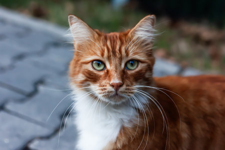 cute orange cat with green eyes furry feline close-up, city and friends.の写真素材