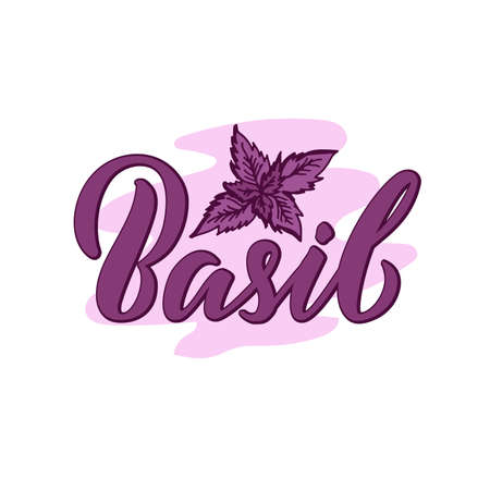 Vector illustration of basil lettering for packages, product design, banners, stickers, spice shop price list and decoration. Handwritten isolated word with floral graphic elements for web or printのイラスト素材