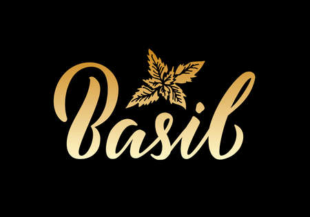 Vector illustration of basil lettering for packages, product design, banners, stickers, spice shop price list and decoration. Handwritten isolated word with floral graphic elements for web or printのイラスト素材