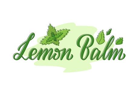Vector illustration of lemon balm lettering for packages, product design, banner, spice shop, pharmacy price lists. Handwritten phrase with leaves for web or printのイラスト素材