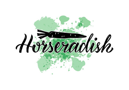 Vector illustration of horseradish lettering for packages, product design, banner, sticker, spice shop, greenery shop price lists. Handwritten word with a drawing for web or printのイラスト素材