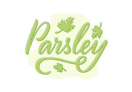 Vector illustration of parsley lettering for packages, product design, banner, spice shop price lists. Handwritten word with leaves for web or printのイラスト素材