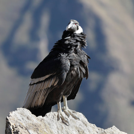 Andean condor standing on rock over the Colca Canyon, Peru. close-up view. Condor is the largest flying bird in the world by combined measurement of weight and wingspan.の写真素材