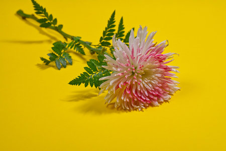 yellow flower on a yellow backgroundの写真素材