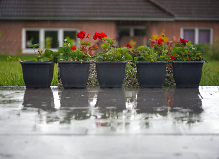 flowers on the porch in the rainの写真素材