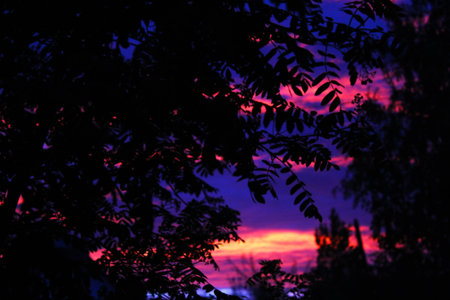Sunset through the leaves blurred backgroundの写真素材