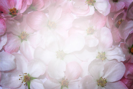Pink flowers of apple tree backgroundの写真素材