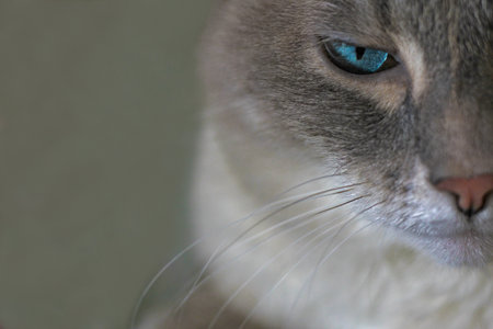 Serious gray cat with a blue eyeの写真素材