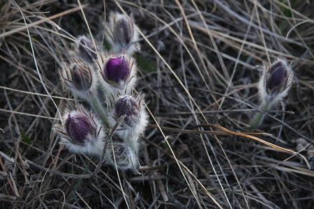 Sleep grass flower, contravaの写真素材