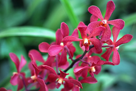 Pink orchid with long petalsの写真素材