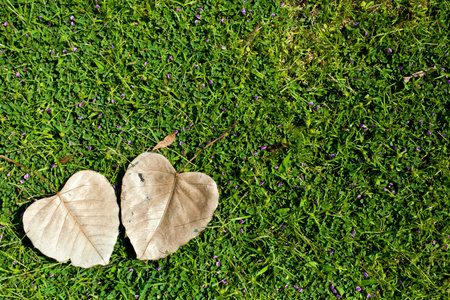 heart-shaped leaves on green grassの写真素材