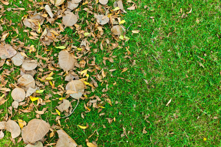 texture with leavesの写真素材