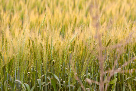 Green wheat field の写真素材