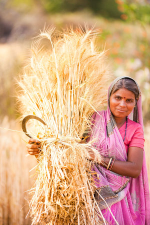 traditional indian woman harvest wheat