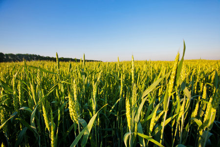 green wheat field with skyの写真素材