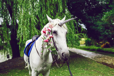 Horse dressed as a unicorn with the horn. Ideas for photoshoot. Wedding. Party. Outdoorの写真素材