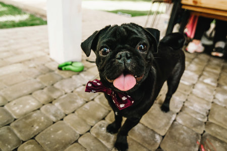 A funny, emotional pug with a red bow tie looking at the camera at the wedding ceremony during summer. Copy space. Close-upの写真素材