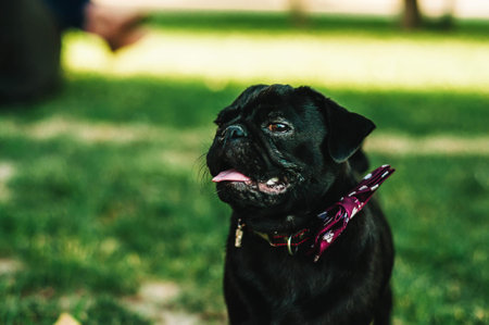 A funny pug with a red bow tie looking at the camera on green grass during summer. Emotion of suspicion. Copy space. Wedding. Close-upの写真素材