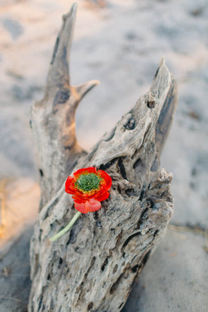 Red flower on an old stump on the beach background. Decoration. Artwork, noise, soft focusの写真素材