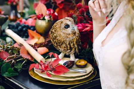 Owl on the festive wedding table with red autumn leaves. Wedding decoration. Artworkの写真素材