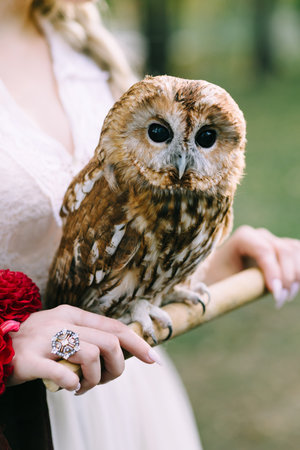 The owl sits on the girls hand. The bride with the owl. Artworkの写真素材