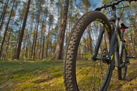 mountain bike ride through the forest