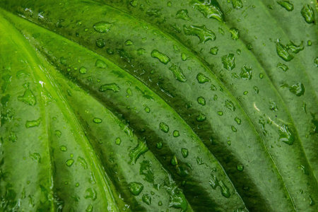 water drops on the leaf