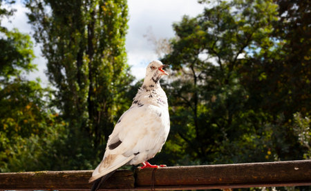 A white pigeon catches bread on the balcony railingの写真素材