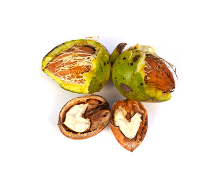 Whole walnut and walnut kernel isolated on white backgroundの写真素材