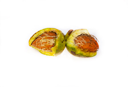 Walnut with leaf isolate. Walnuts shelled and unshelled on white. Walnut side view. With cutting contour. Full depth of fieldの写真素材