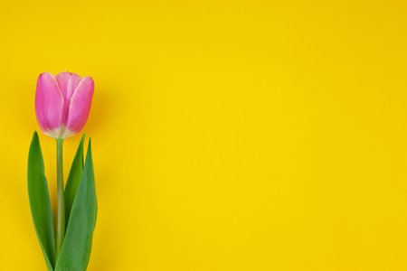 pink single tulip on a yellow background.の写真素材