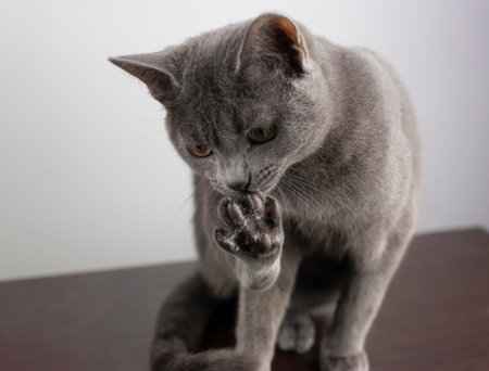 A grey cat licking its paw with claws out.の写真素材