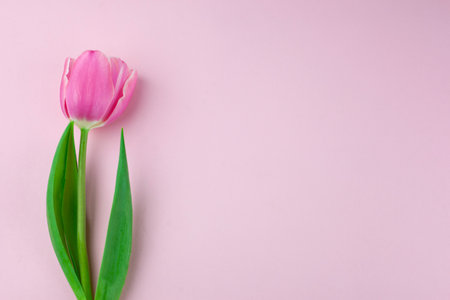 Pink single tulip flower, side view. Beautiful rose on a stem with leaves isolated on a pink background. Natural object for design for womens day, mothers day, anniversary. Place for text.の写真素材