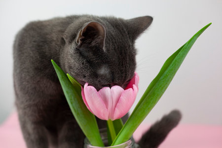 An interesting cat sniffs a bouquet of tulips. with a bouquet of tulips, next to a cat. holiday gift Cute cat with a bouquet of orange tulips. Womens postcardの写真素材