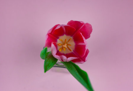 top view of tulip on pink background.の写真素材