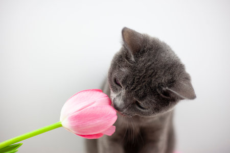 British cat sniffs a bouquet of tulips. The manifestation and aroma of spring. Pets and flowers. Tulips in the teapotの写真素材