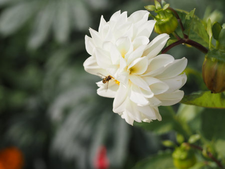 Blooming white dahlias with a bee on a flower on a blurred backgroundの写真素材